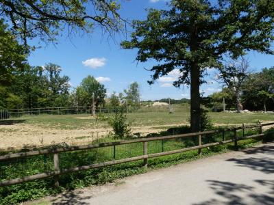 Girafe de Rothschild