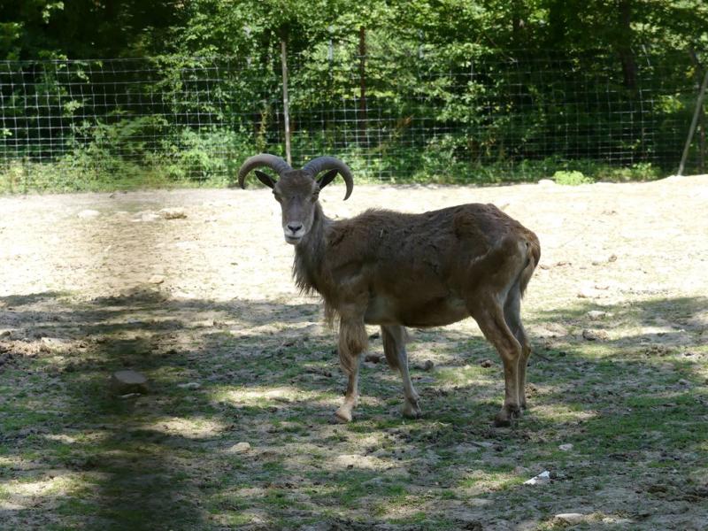 Mouflon à manchettes