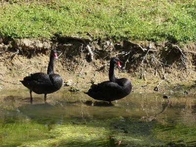 Cygne noir