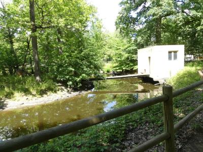 Gibbon à favoris blancs