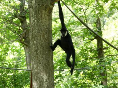 Gibbon à favoris blancs
