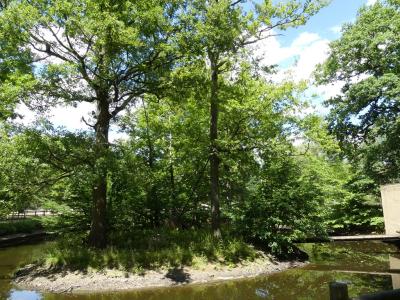 Gibbon à favoris blancs