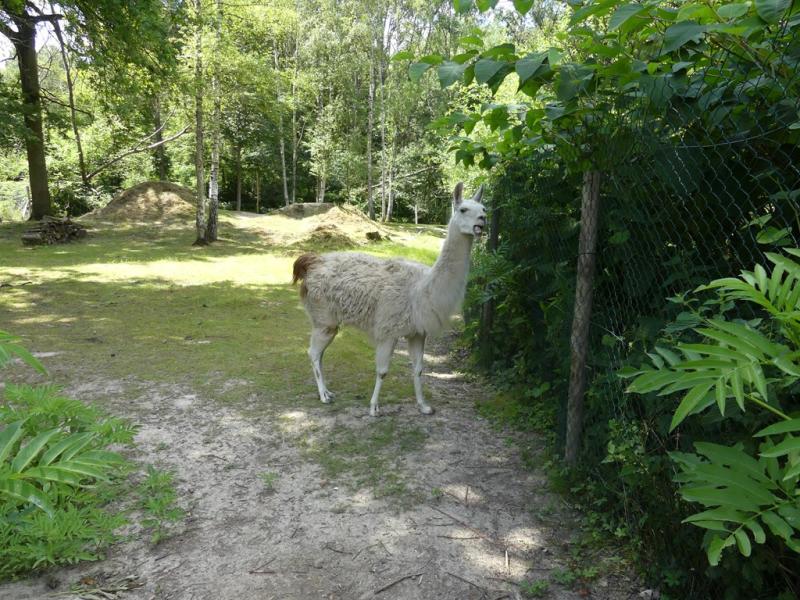 Lama