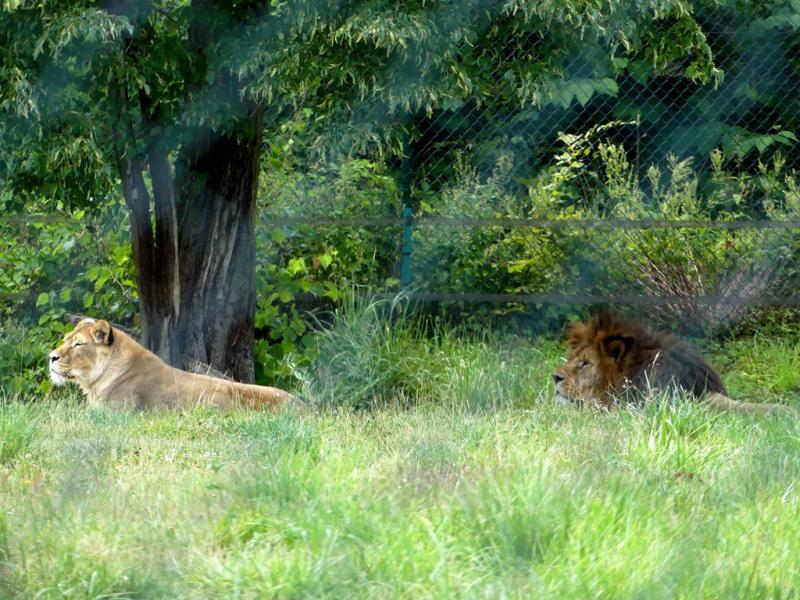 Lion