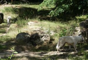 Loup blanc