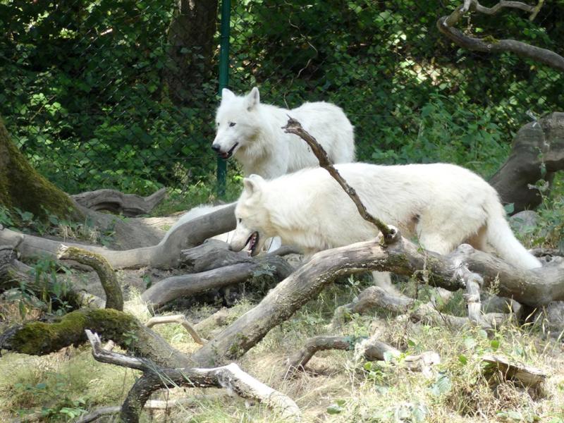 Loup blanc