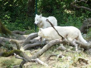 Loup blanc