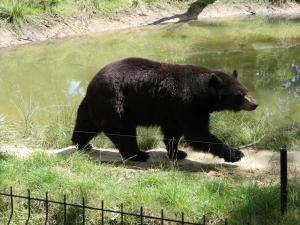 Ours noir