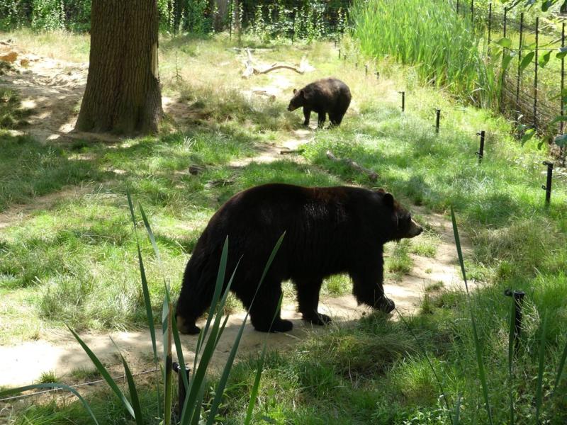Ours noir