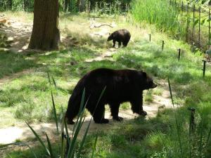 Ours noir