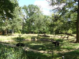Ours noir
