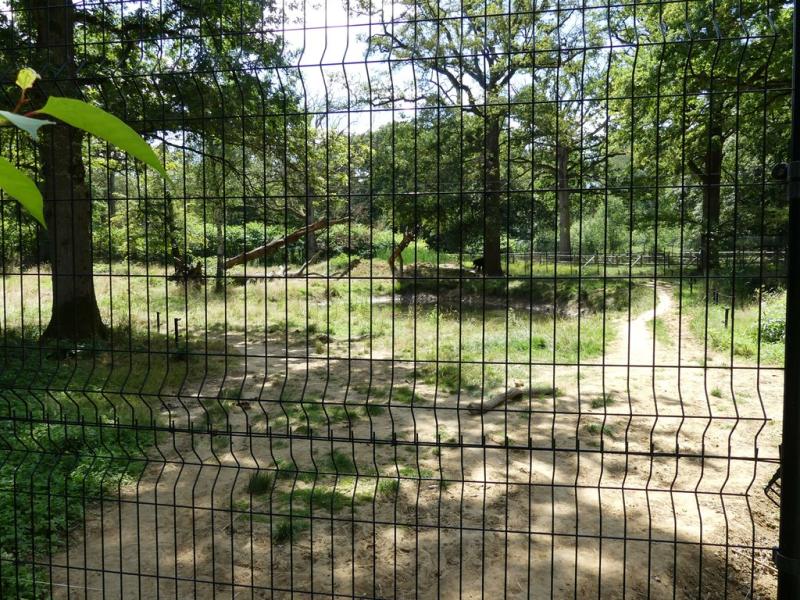 Tigre