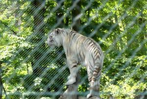 Tigre