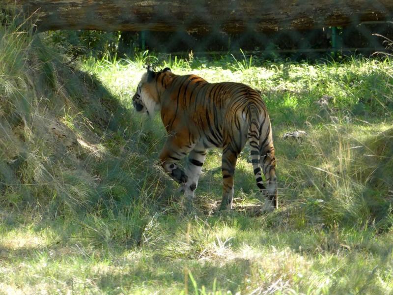 Tigre