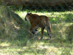 Tigre