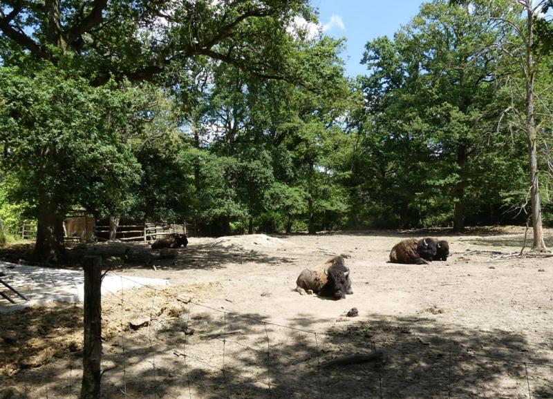 Bison d'Amérique