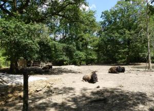 Bison d'Amérique