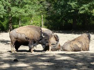 Bison d'Amérique