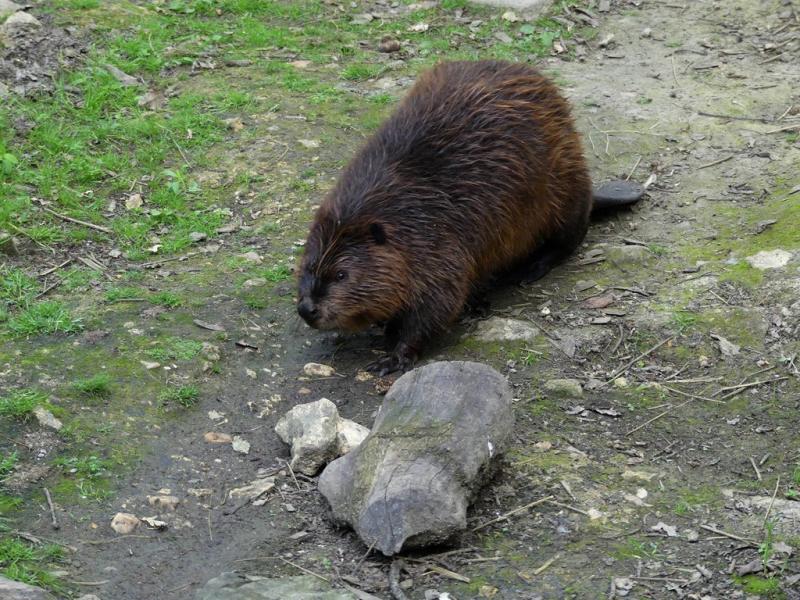 Castor d'Amérique