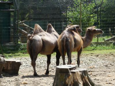 Chameau