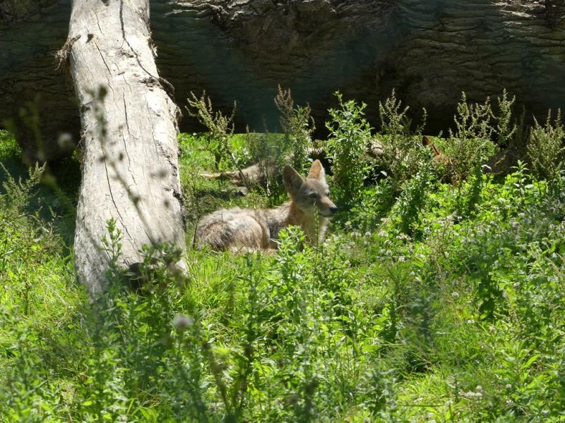 Coyote