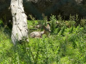 Coyote