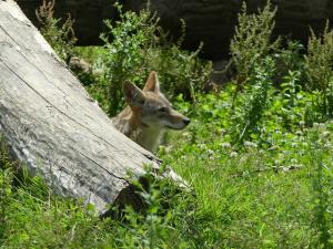 Coyote