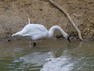 Cygne trompette