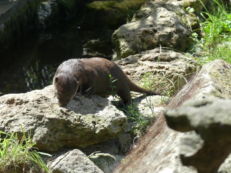 Loutre asiatique