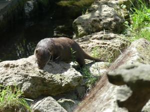 Loutre asiatique