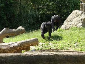 Chimpanzé