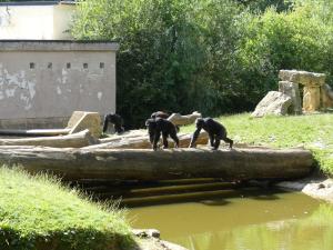 Chimpanzé