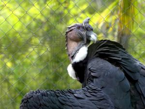 Condor des Andes