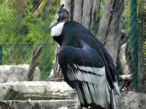 Condor des Andes