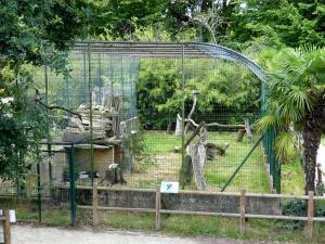Condor des Andes