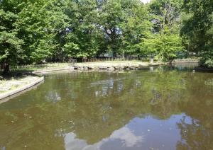 Hippopotame amphibie