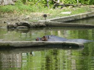 Hippopotame amphibie