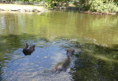 Hippopotame amphibie