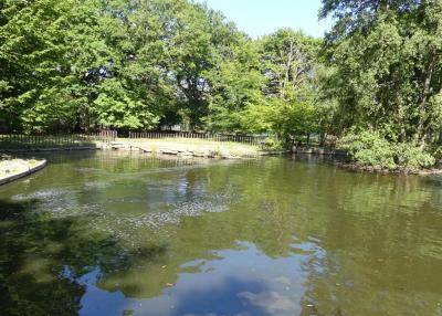 Hippopotame amphibie