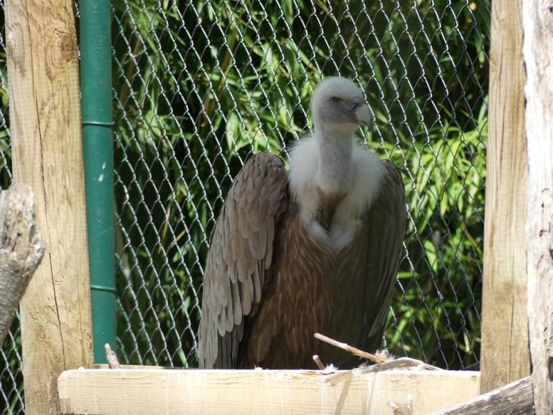 Vautour fauve