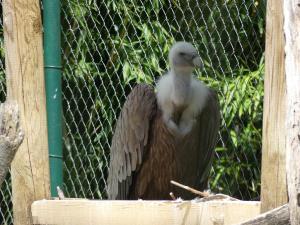 Vautour fauve