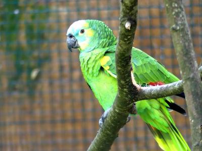 Amazone à front bleu