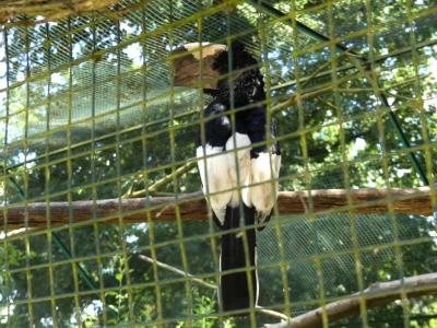 Calao à joues grises