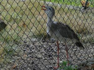 Cariama huppé