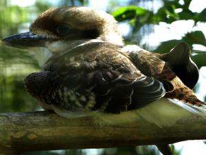 Kookaburra