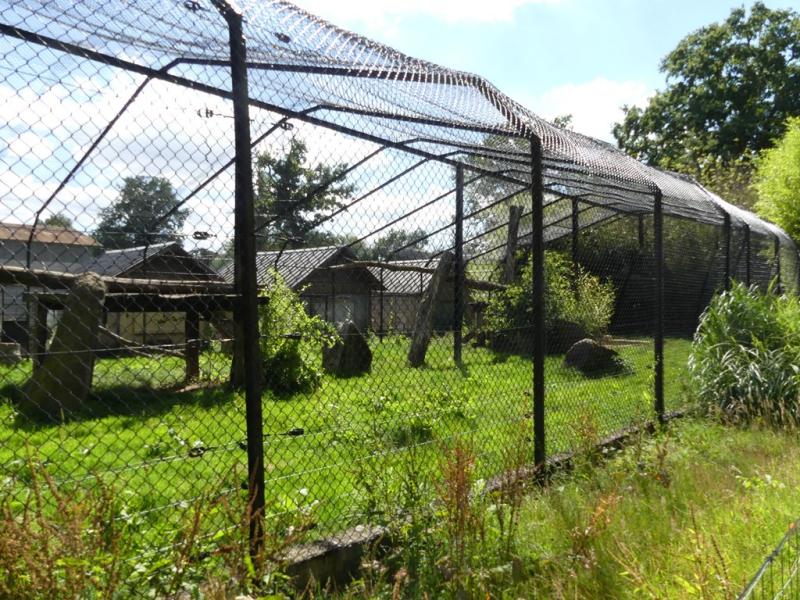 Panthère