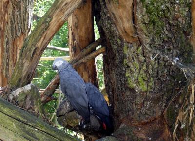 Perroquet gris du Gabon