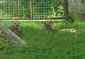 Serval
