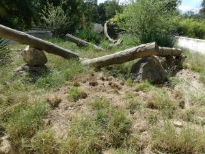 Suricate