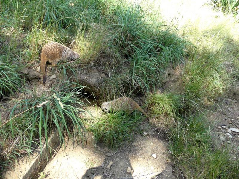 Suricate